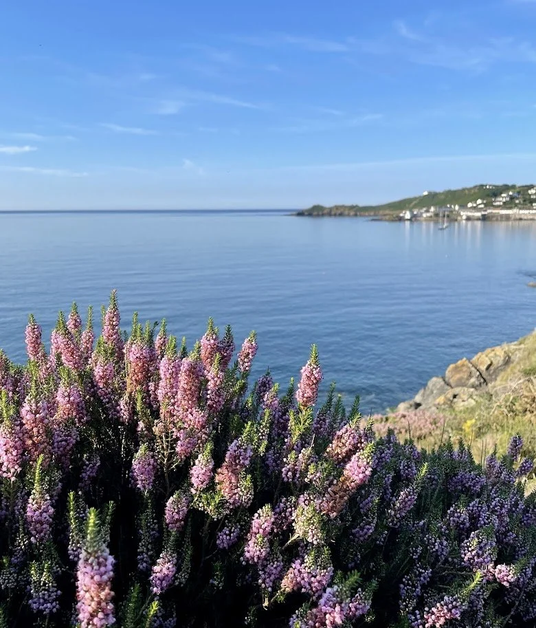 Heather in the sunshine with views towards Coverack