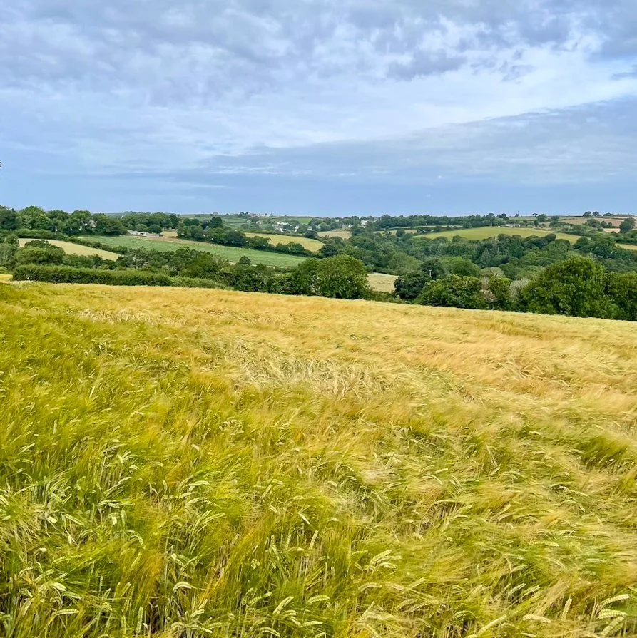 Barley field with Manaccan in the distance