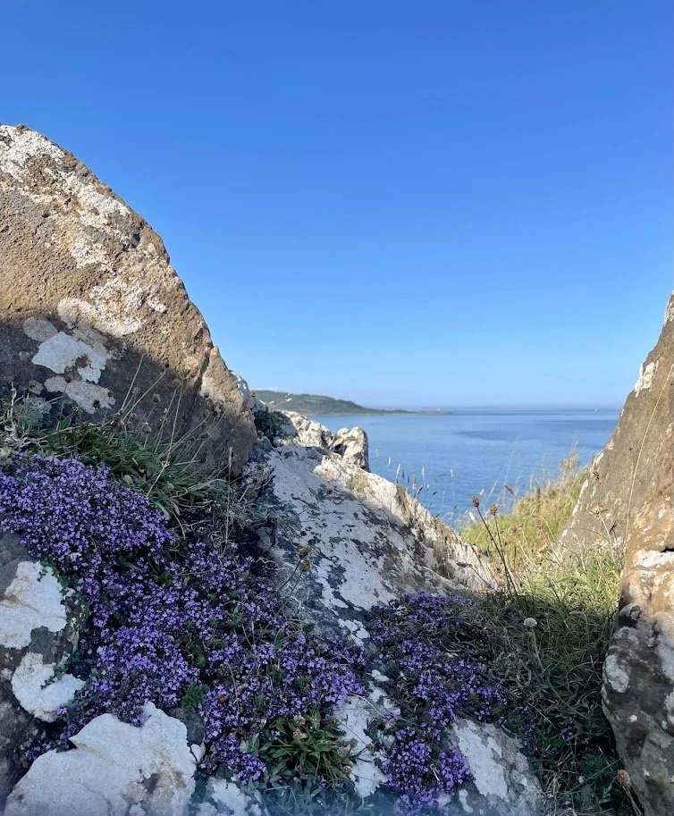 Wild Thyme on the Cliffs at Chynalls looking towards Lowland Point in the Distance