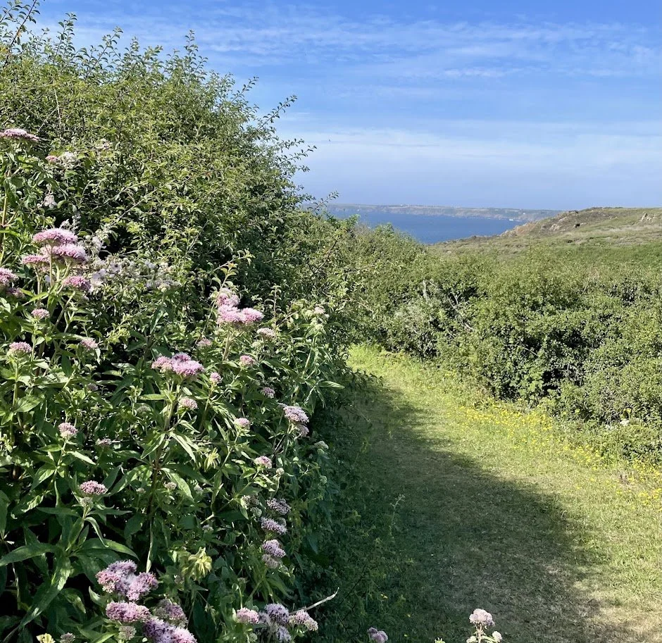 Eupatorium dancing in the breeze