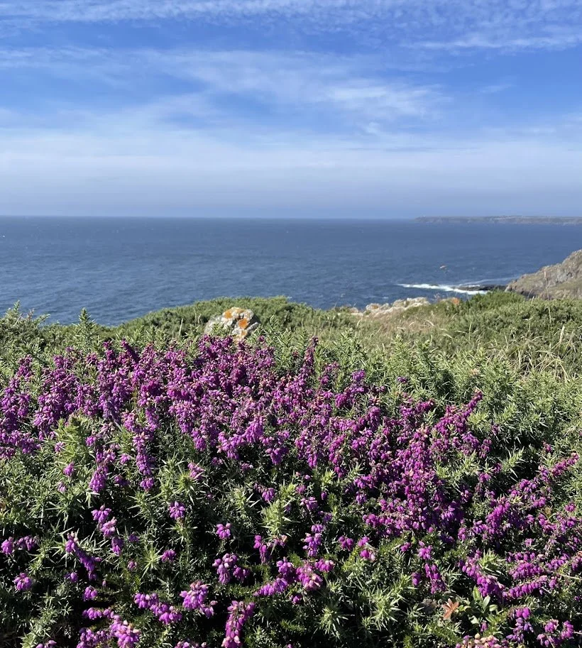 Pink and purple heathers