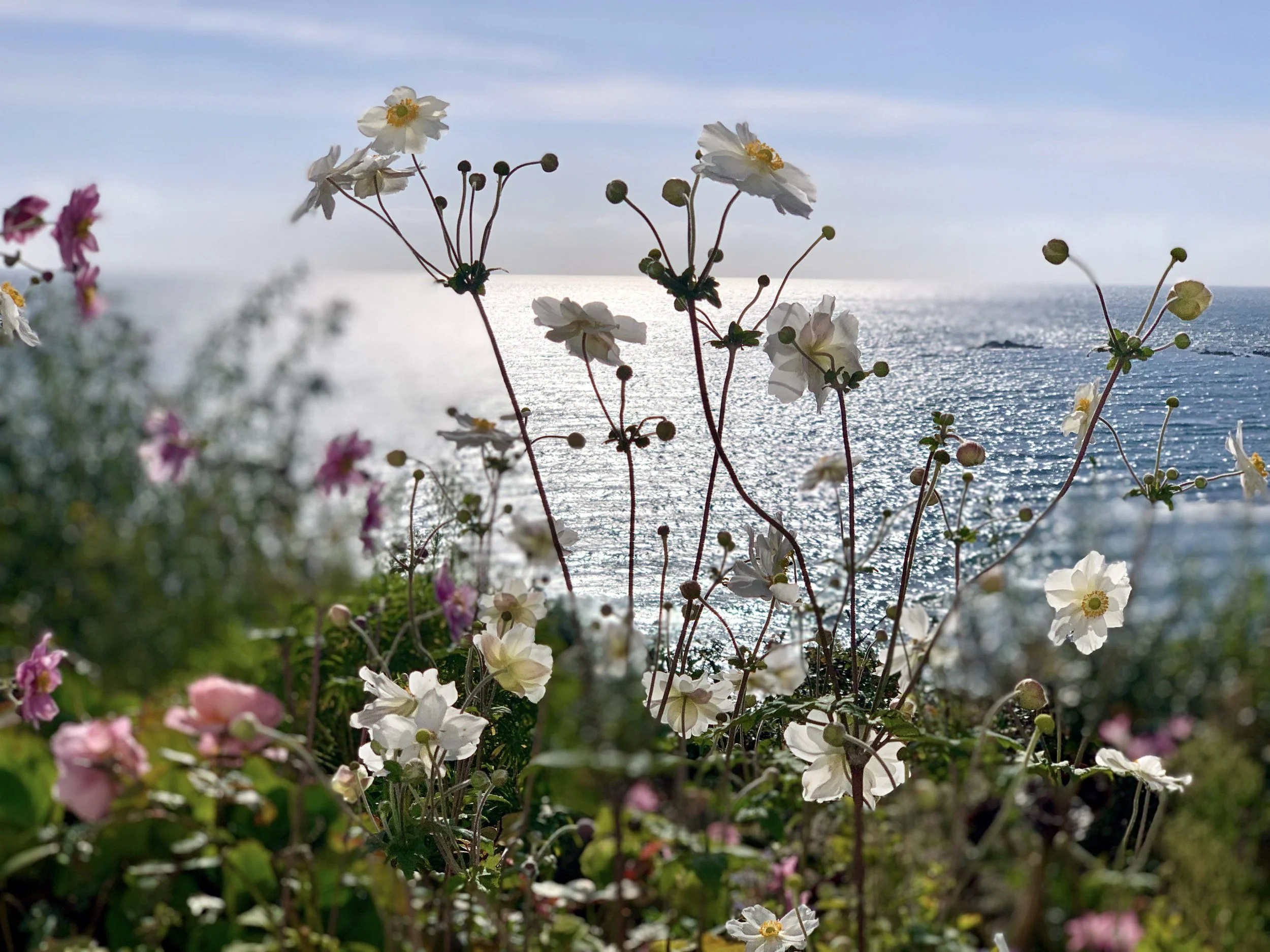 Anemones on coastal walk