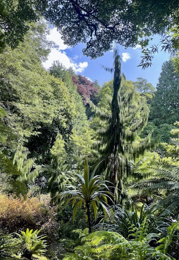 Glendurgan conifer.jpg