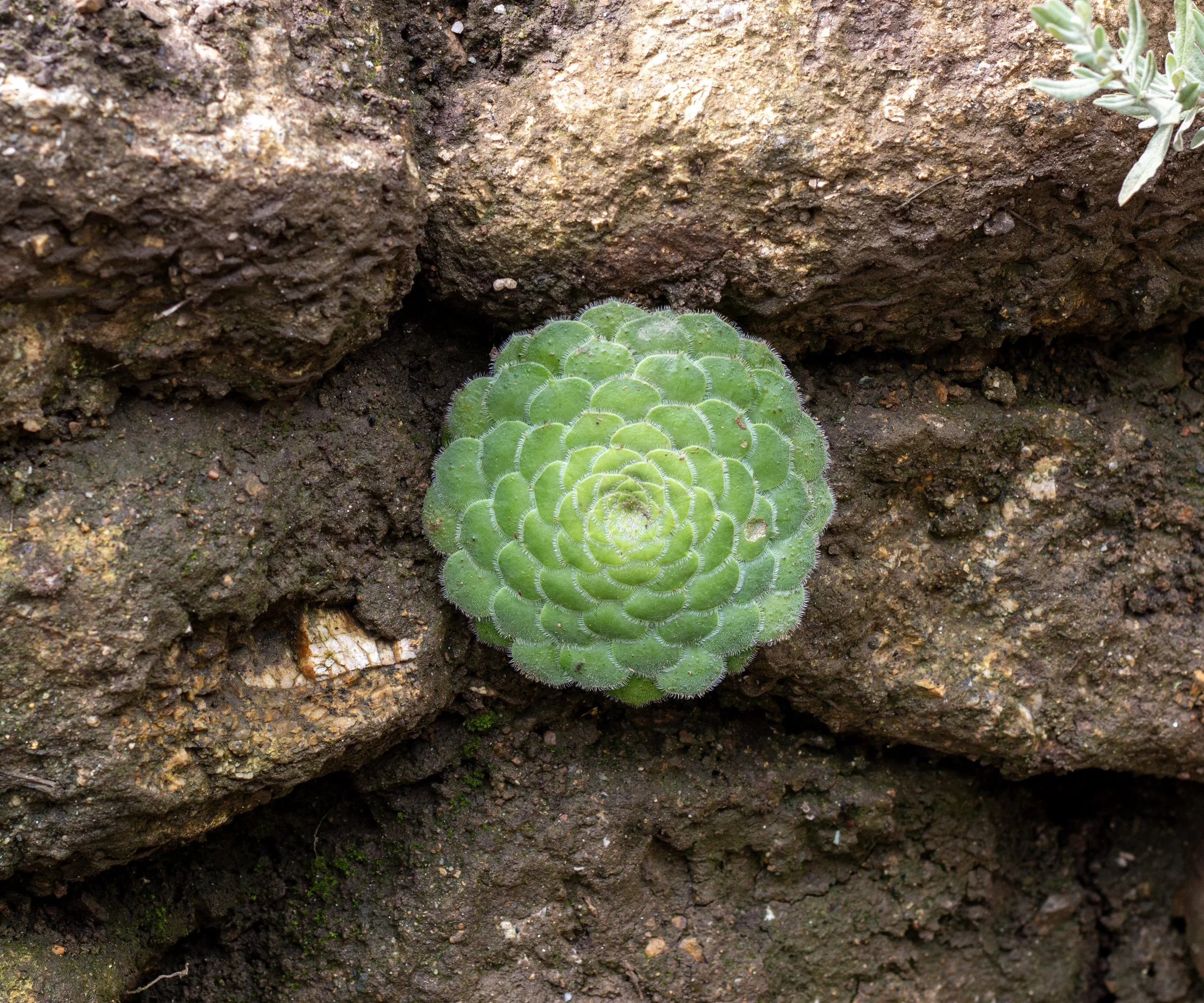 Round cactus in stone wall at Tremenheere Sculpture Park