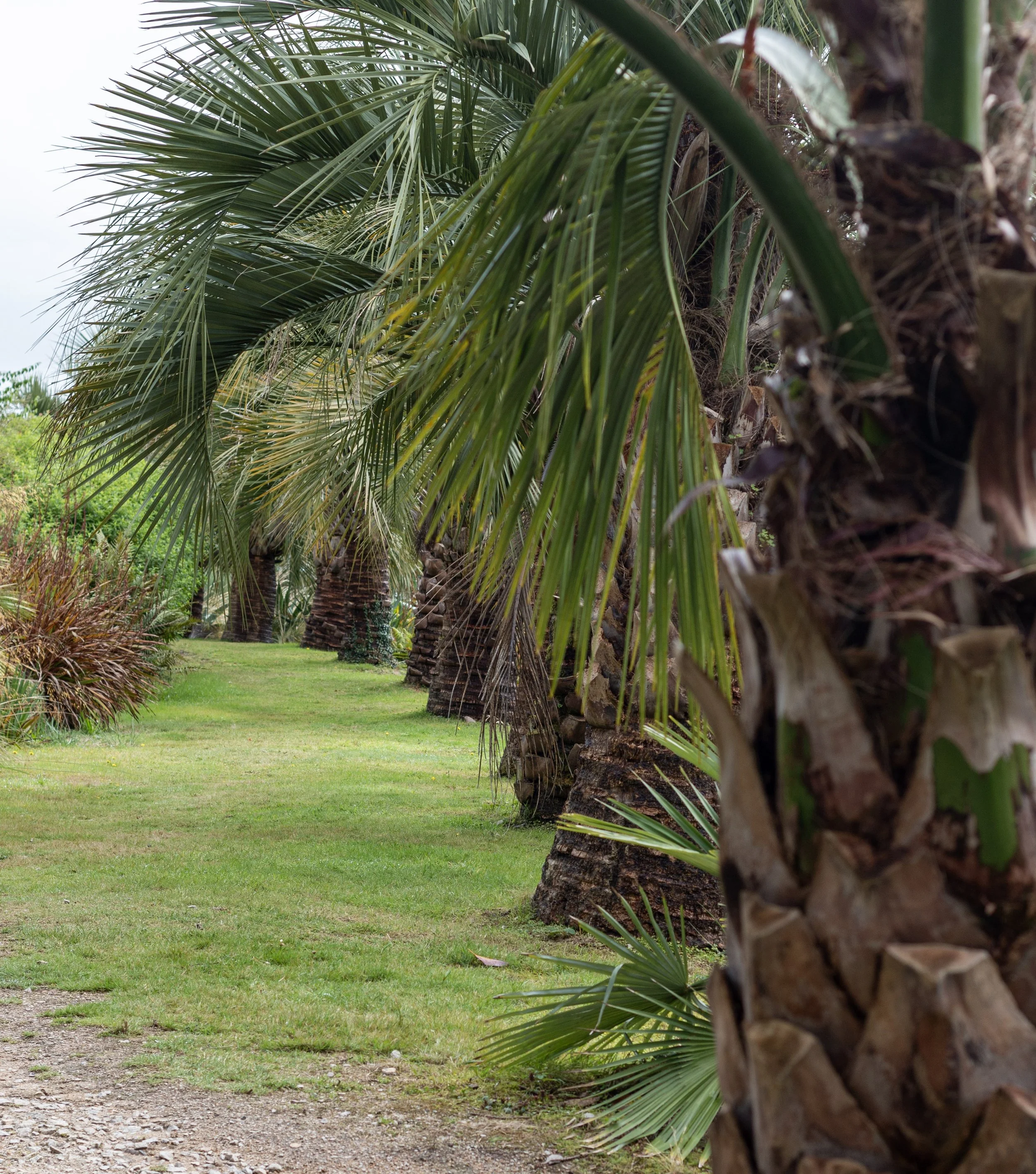 Line of tree ferns at Tremenheere Sculpture Park