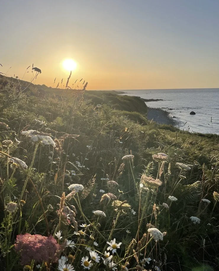 Wildflowers in early morning sun at Lowland