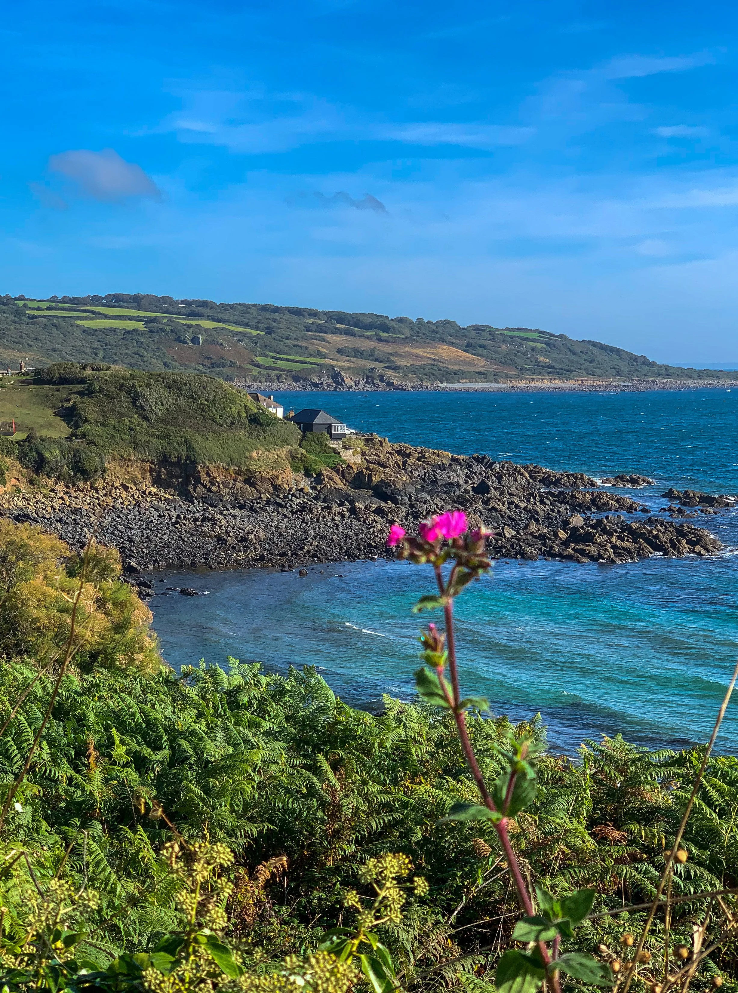 Red campion South West Coast Path