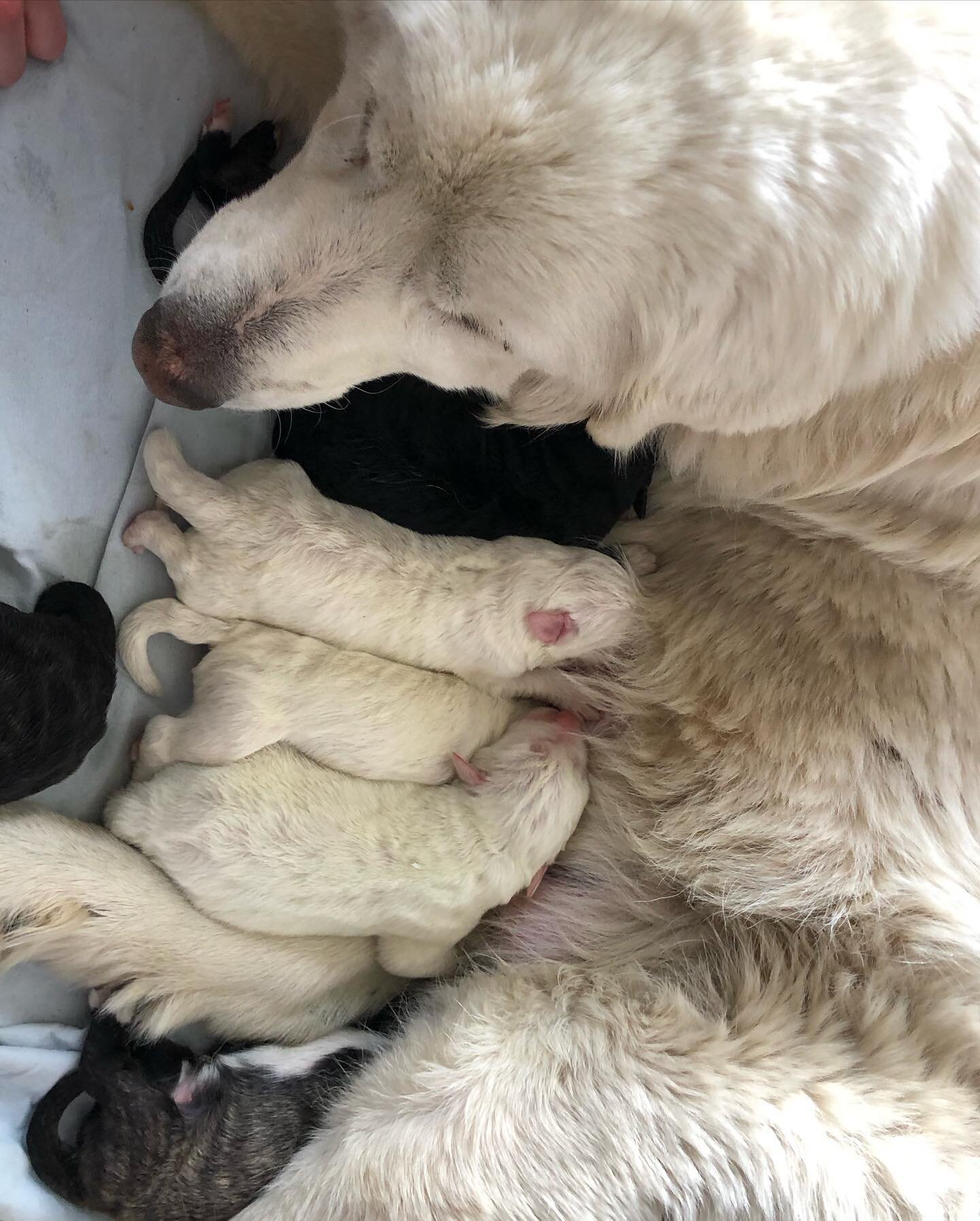 Welcome, precious pups!
Caddie successfully birthed 9 robust puppies on Monday, March 13. 
This is her second litter, and even though her instincts are amazing, and she probably would have done fine in her favorite hay pile in the barn, we used a cal