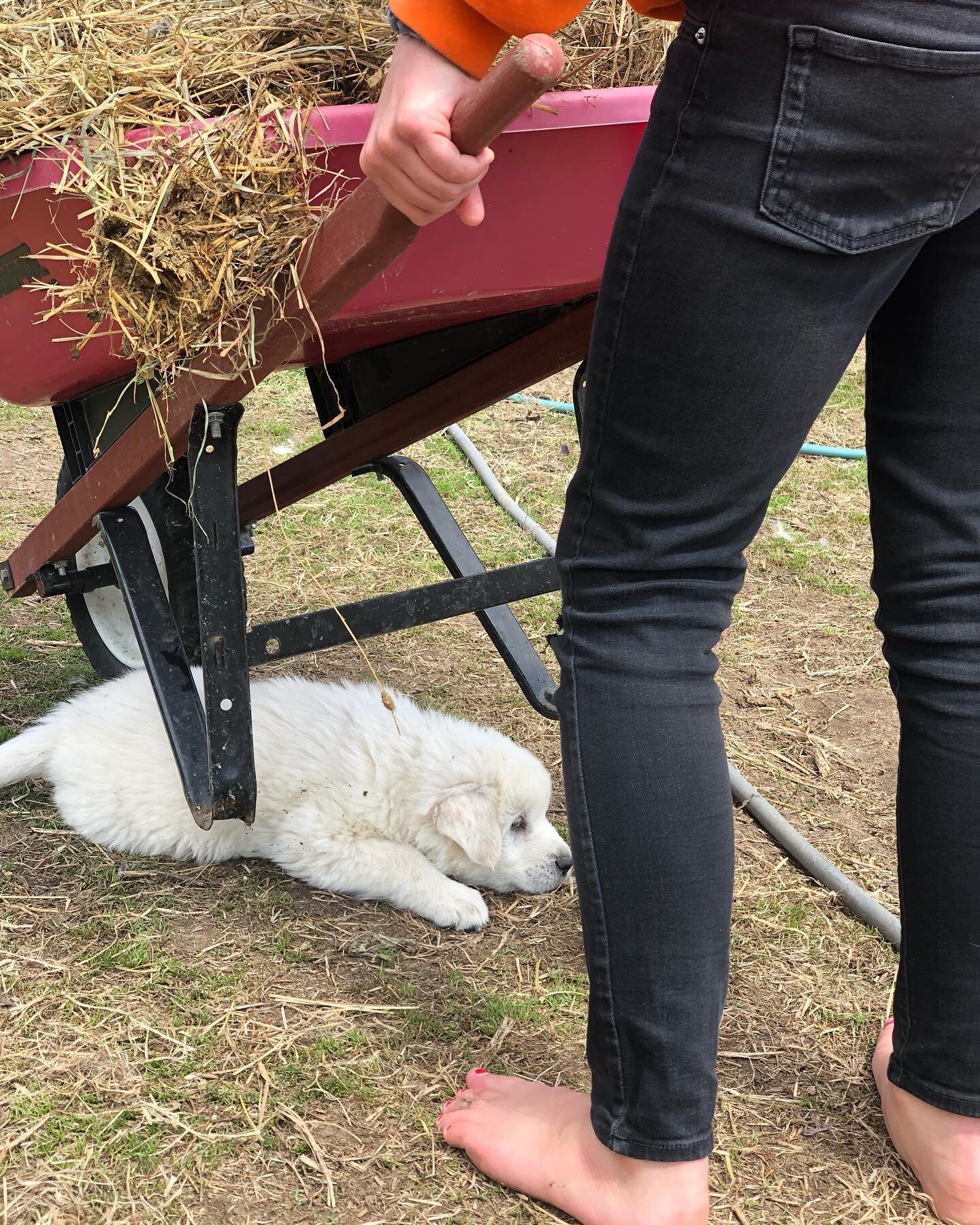Wheelbarrows 🌾puppies 🐶 bare toes 👣 sunny day 🌞 

The long winter has faded away into brightening grass, baby farm animals, budding trees, grubby school books, and overall spring fever!

#kidsoftwinfolkfarms #livestockguardiandog #wildandfreekids