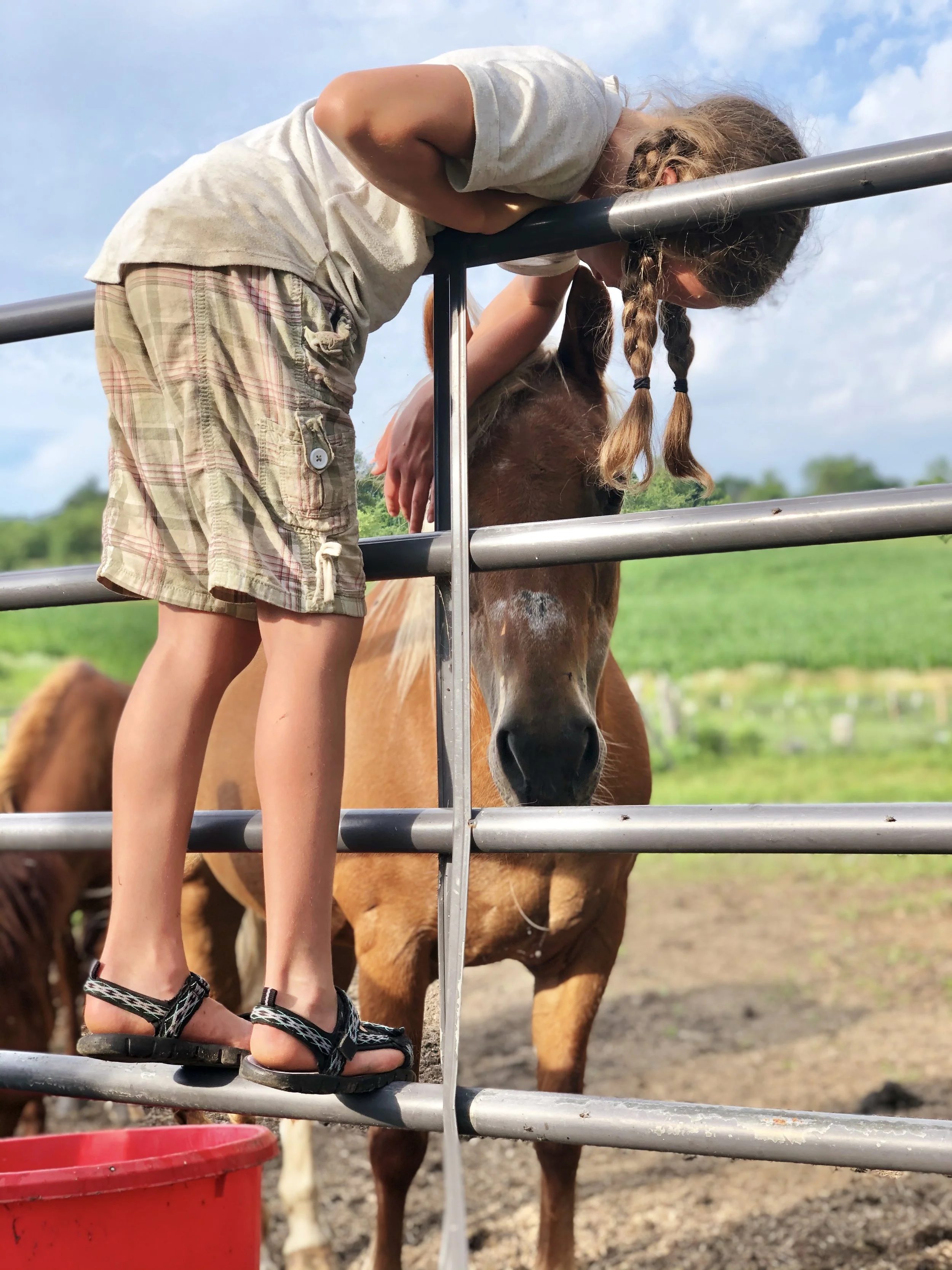 rhya petting trudy over gate.jpg