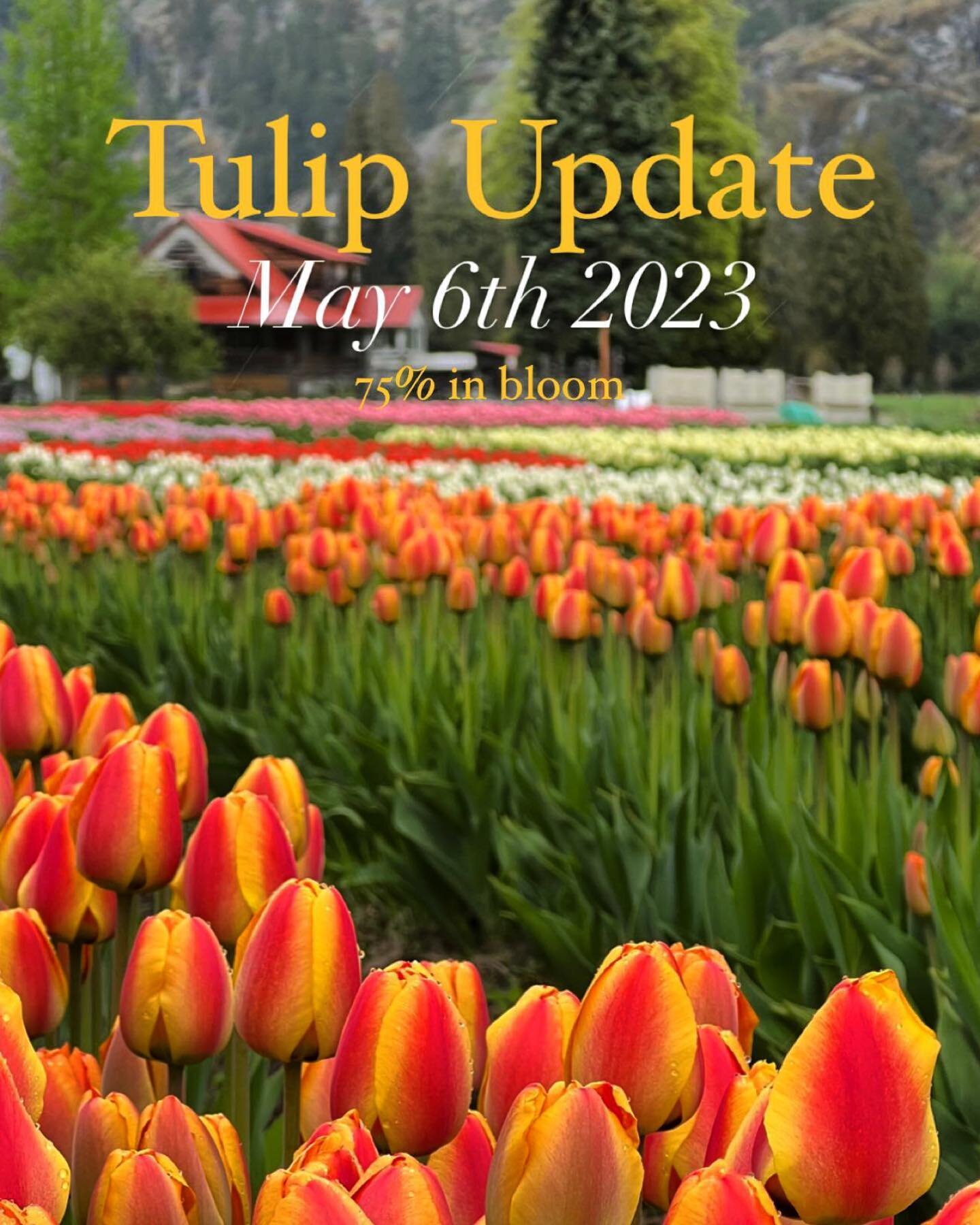 Shaping up to be a great weekend for tulip viewing