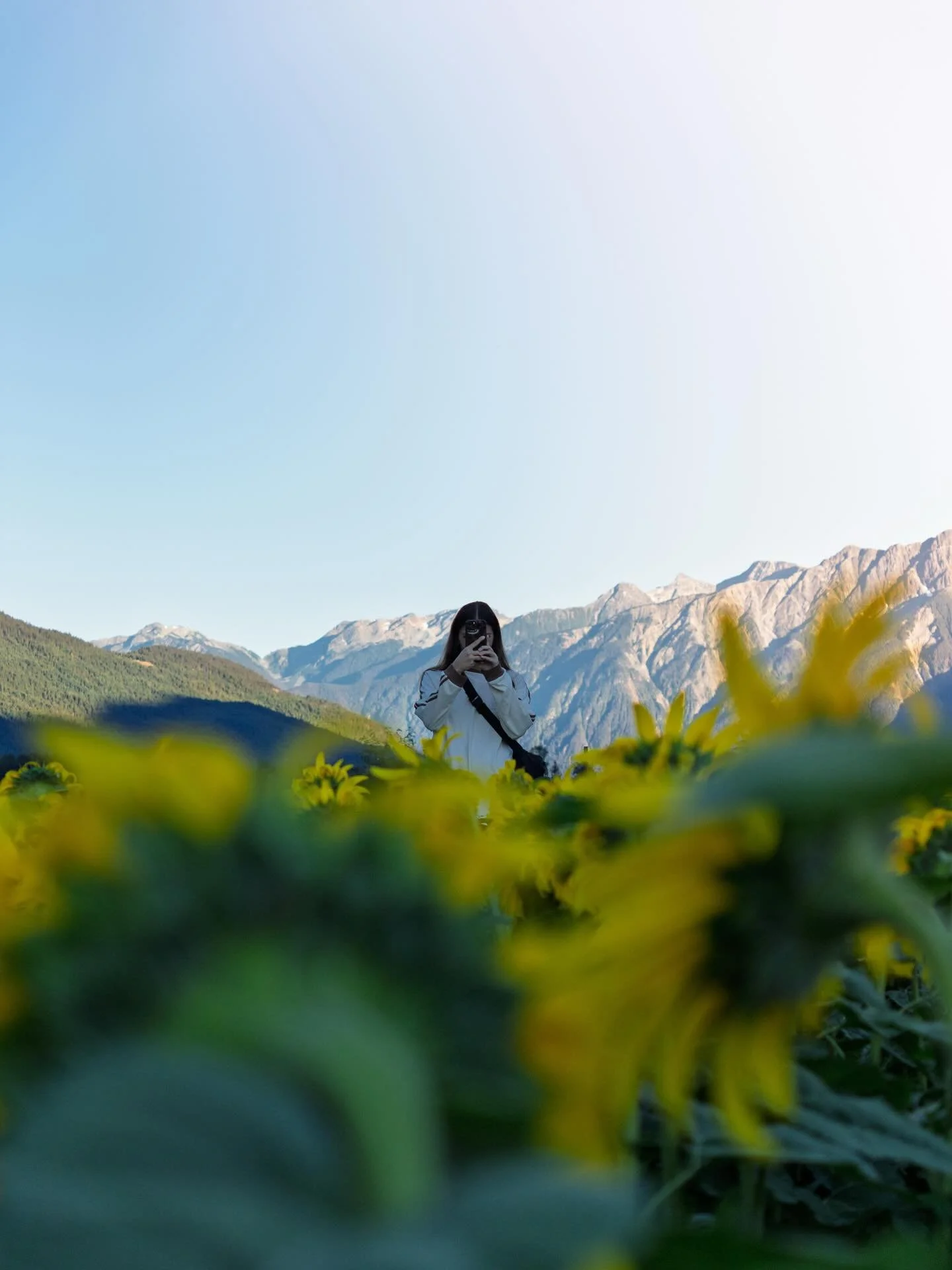 Sunflower Maze season! Sunflowers seeds follow the Fibonacci sequence, a mathematical pattern found throughout nature. A perfect choice to make a maze with. 

Open Daily