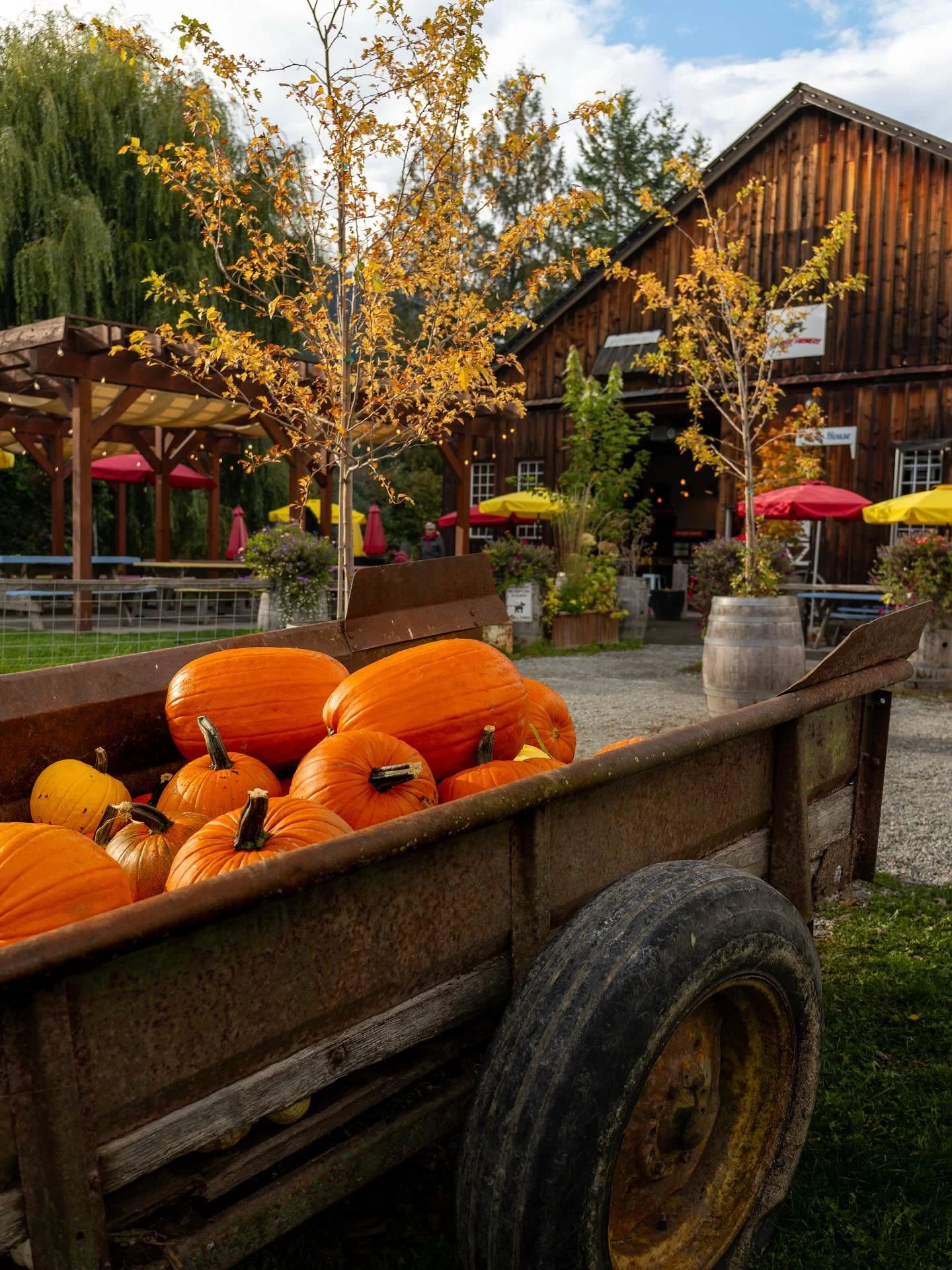 Pumpkins are on! Fall is here and thanksgiving is approaching. A great time to get outdoors with your family, or get outdoors to avoid your family. Either way we will be open 12-8pm all long weekend.
#farm #pemberton #bccraftbrewery #farmlife