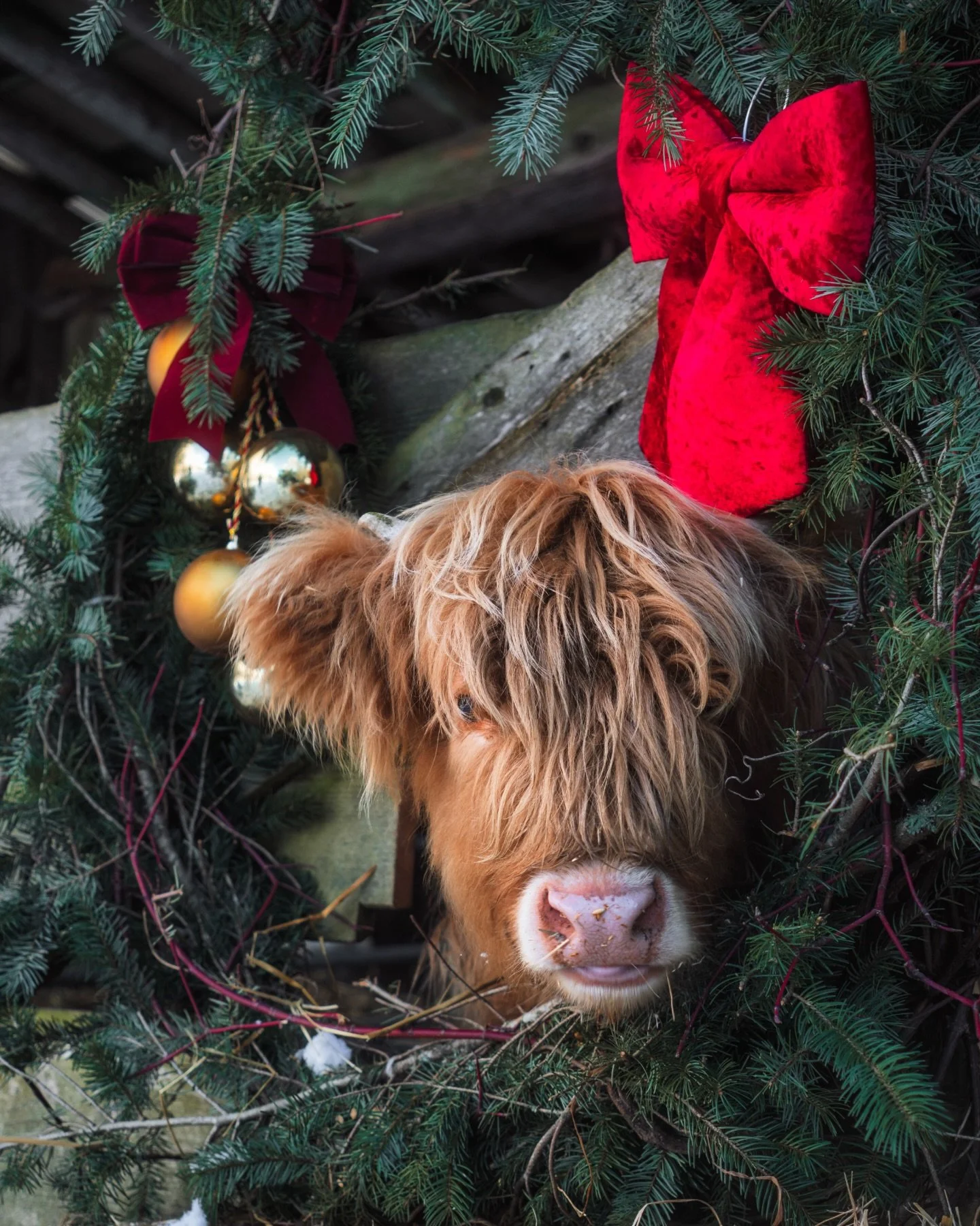 Happy New Years from Pumpkin (and The Beer Farmers) 

We are open Wed - Sun all Winter and the XC Ski Trails are in perfect condition currently.