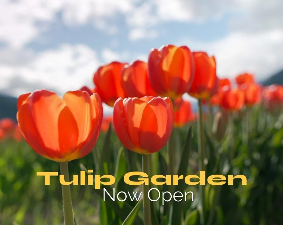 Our Tulip Garden is finally coming into bloom, and now open. 

We started this project to celebrate spring and the beginning of the farm season with a pop beauty and colour and are always so excited to share it with the public. Enjoy a stroll with fr