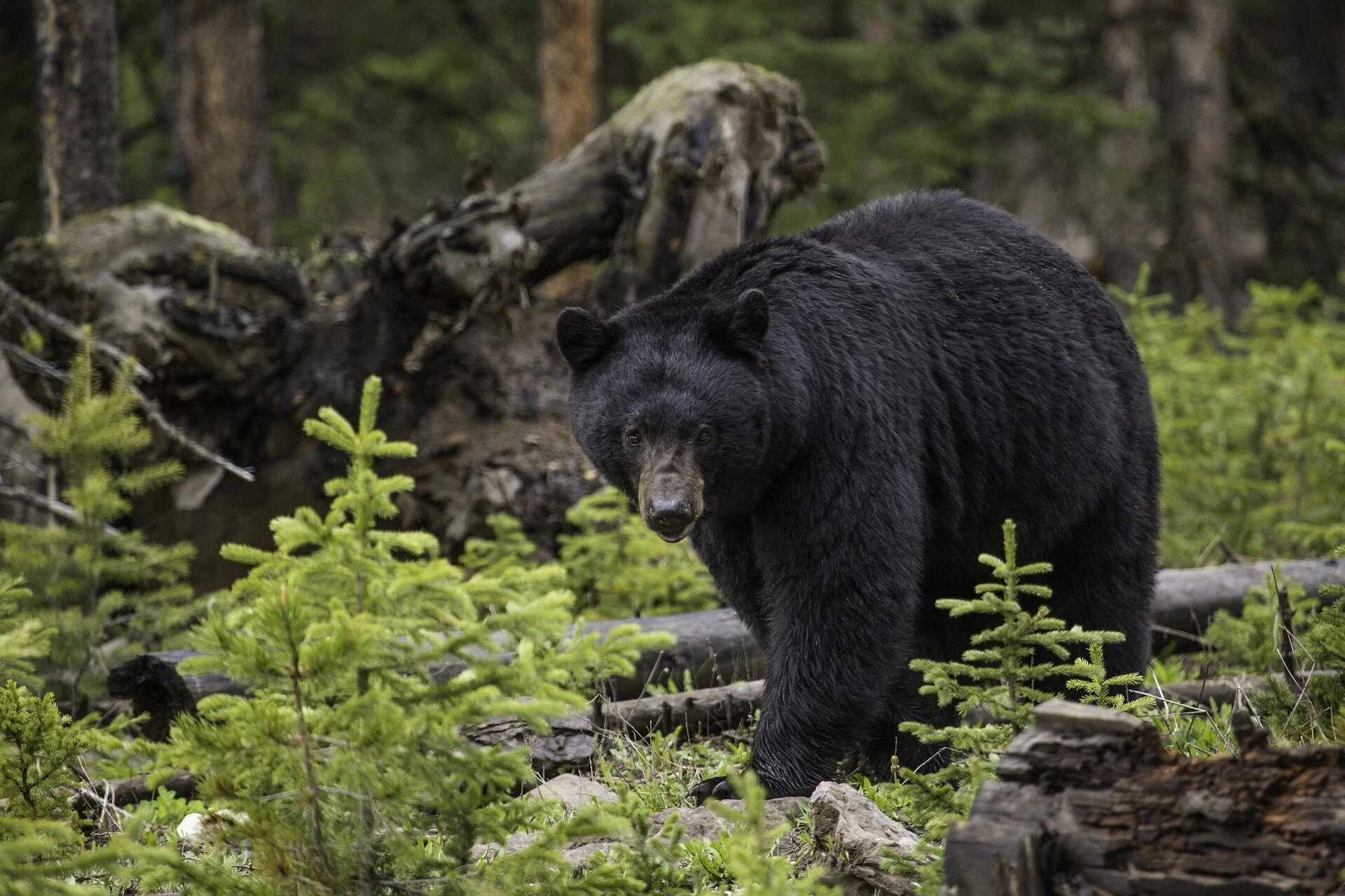 black-bear-1170229_1920.jpg