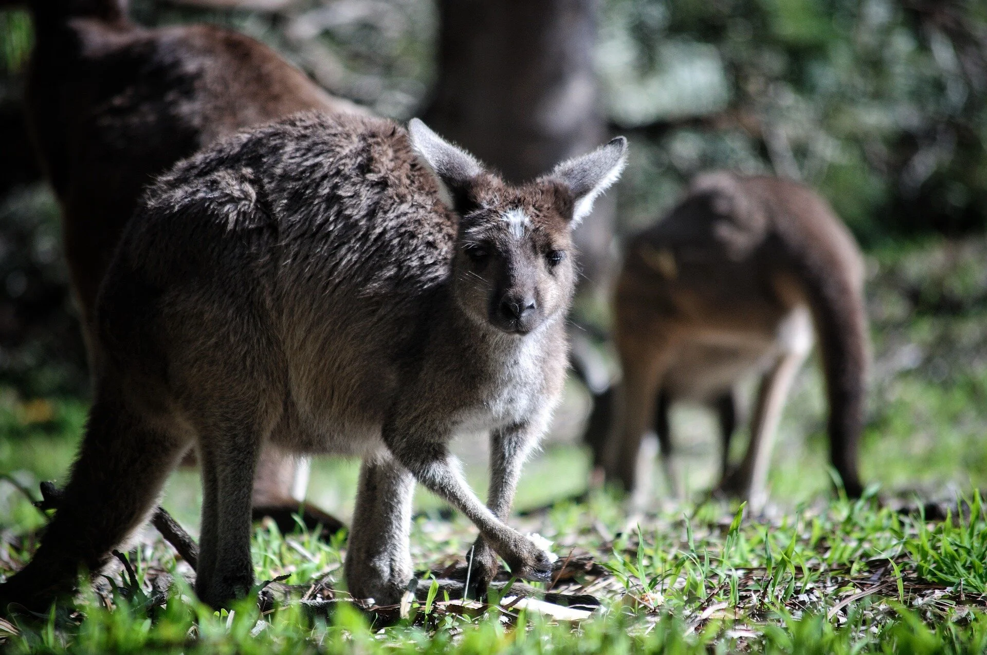 kangaroo-4361467_1920.jpg