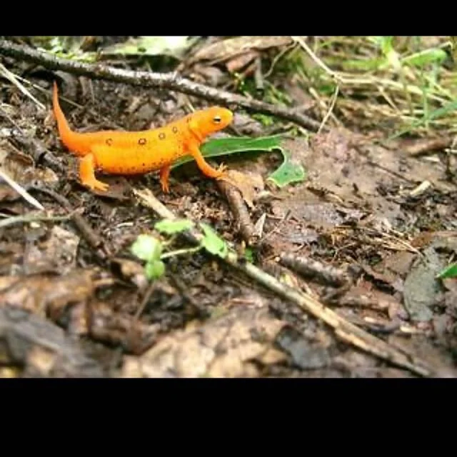 Well I bet this little fella is enjoying having the Appalachian Trail to himself. Does anyone know what it is. .
.
.
.
#boomerstillblooming #loveallthings #donteatme #wildlifelover #hike #at#atsobo2019 #at2020thruhike #atnobo2020 #at #atthruhike2020 