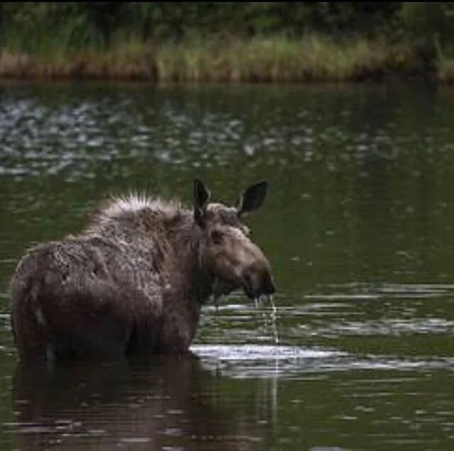 I wander if the wildlife are aware that we haven&rsquo;t been around for a while. Hope you&rsquo;re lucky enough to see one of these beauties in Maine. .
.
.
#boomerstillblooming #moose #wildmoose #atsobo2019 #atlanta #at2020thruhike #atclassof2018 #