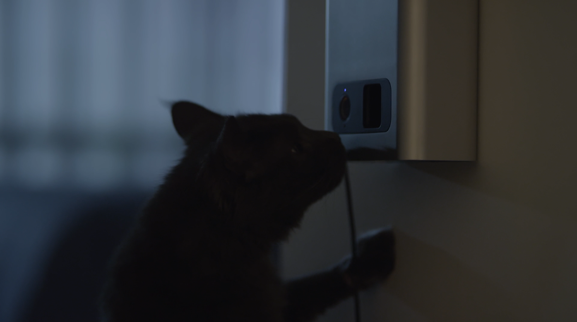 Petcube Bites Product h264 US-0043.png