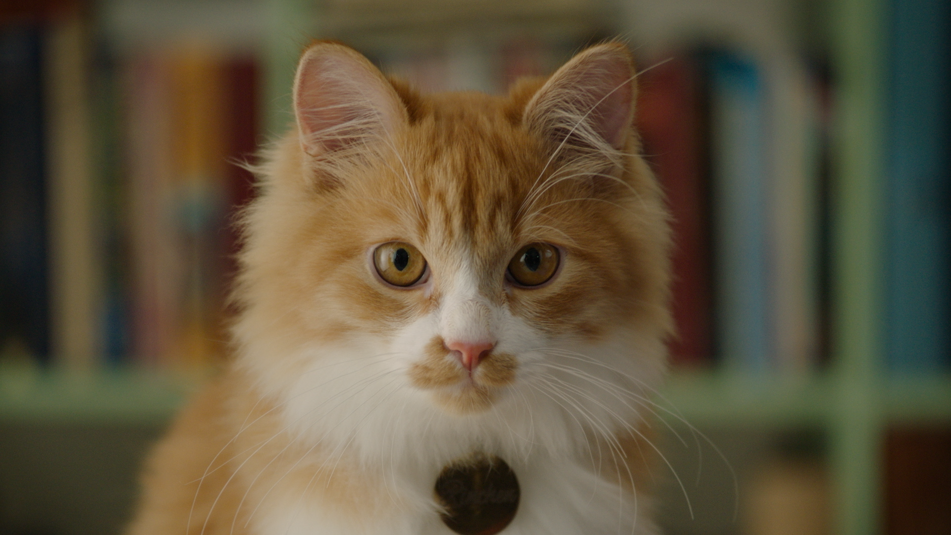 Petcube Cam