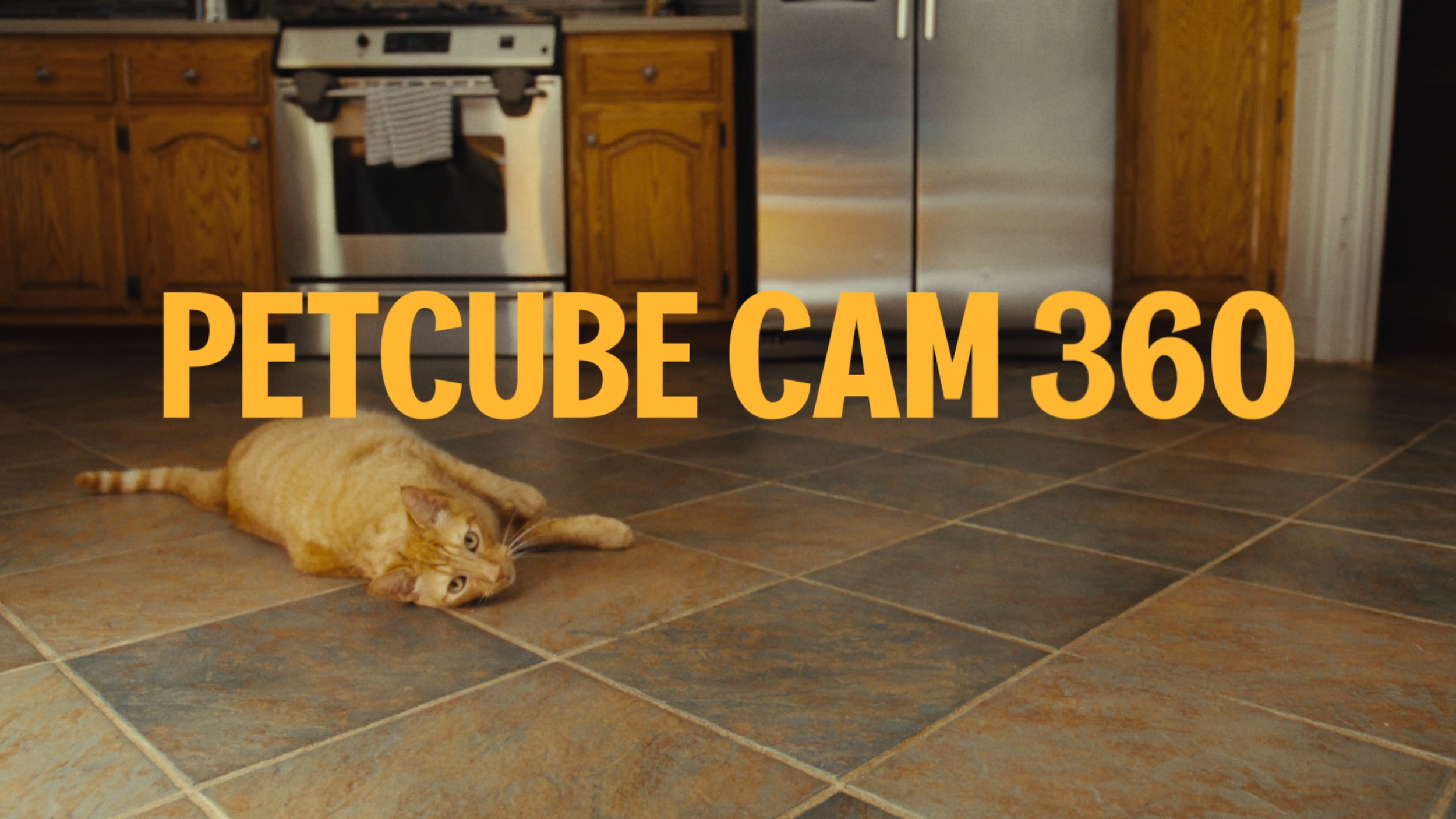Petcube_360_h264_YT_00001115.png