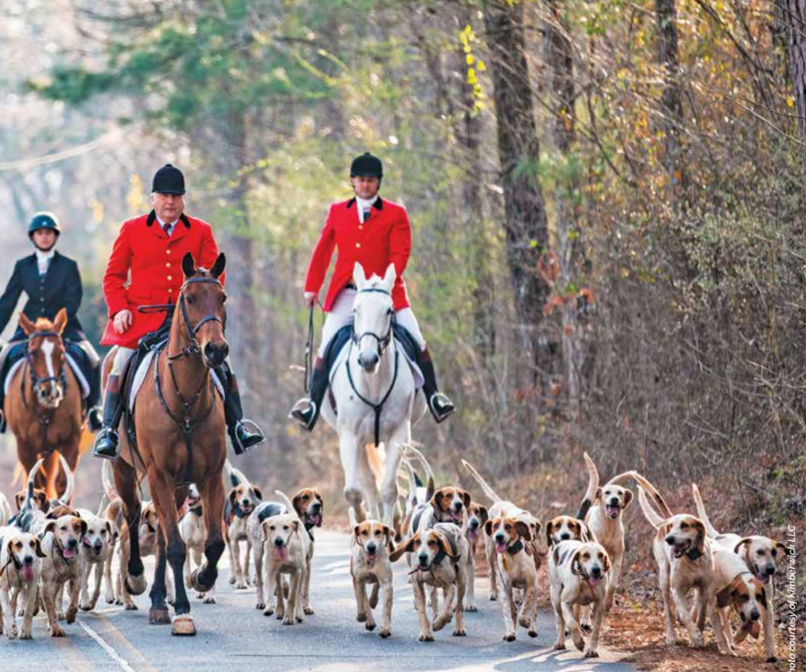 How to Get Started with Foxhunting in Georgia