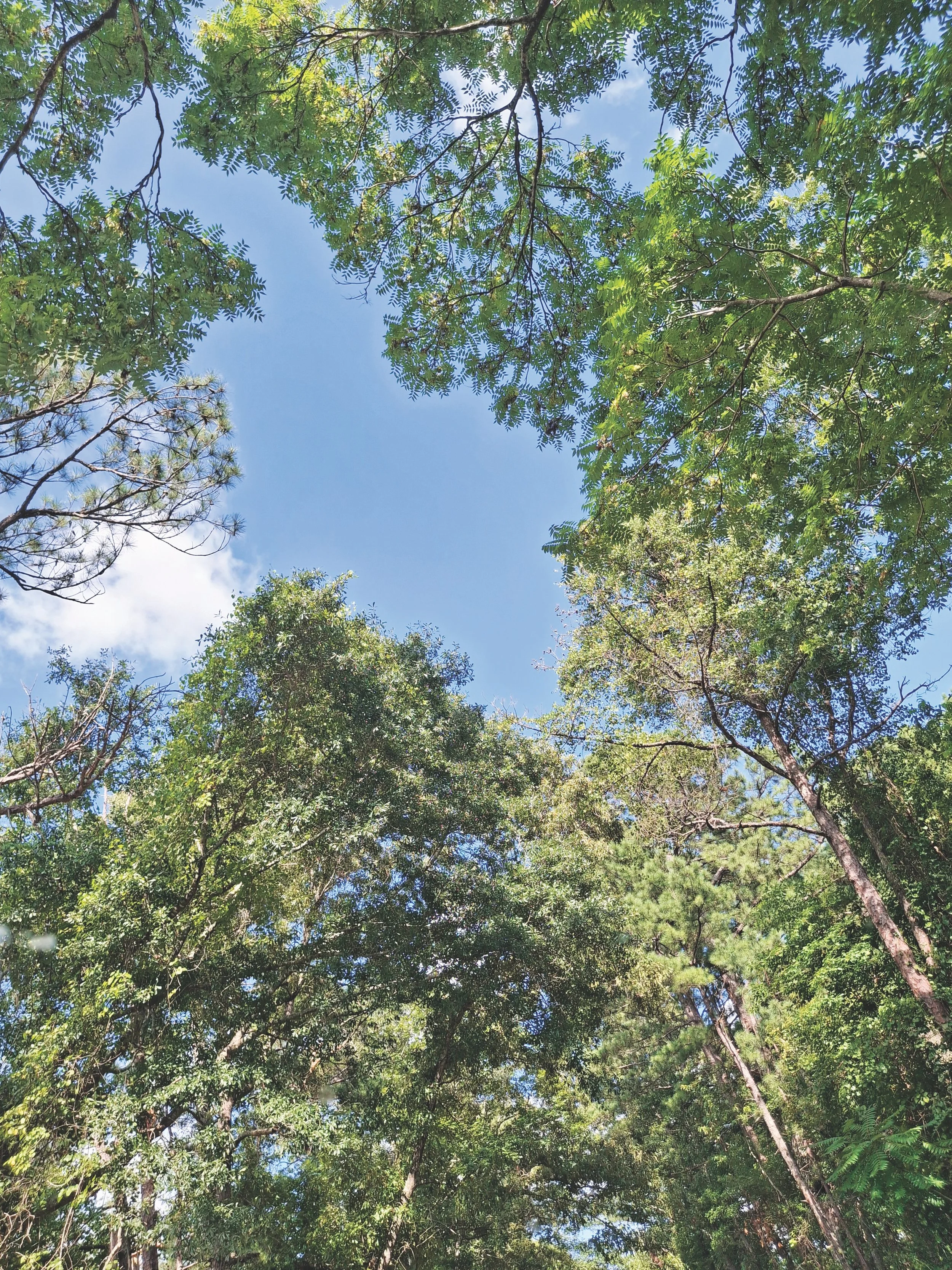 Coweta Prose: Canopy of Trees