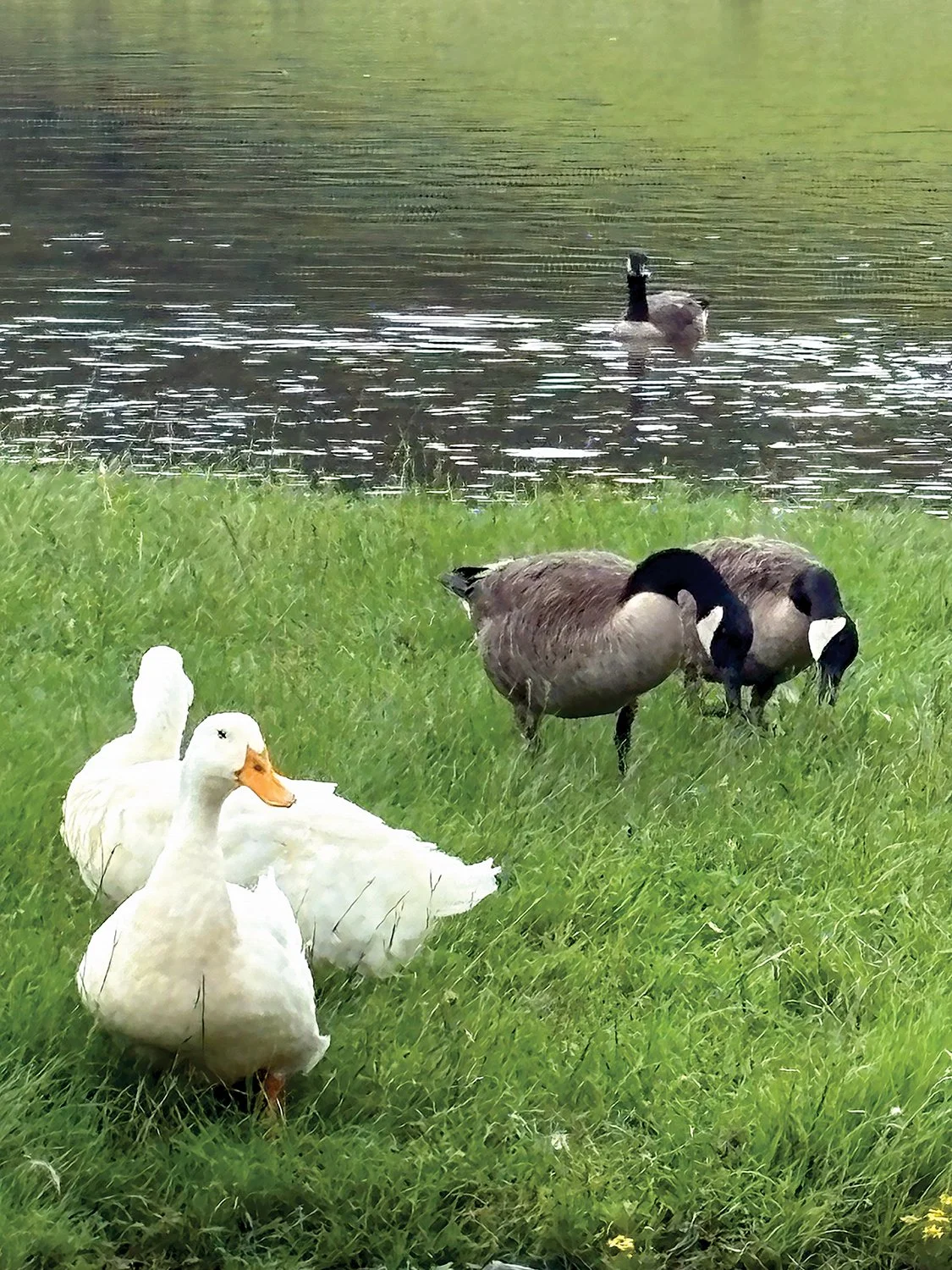 Ducks and geese share space at their favorite watering hole. Photo by Zelia Morgan.