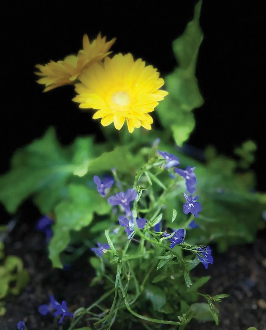 Blue and yellow are painted in flowers at this Sharpsburg home. Photo by Lisa Crook.