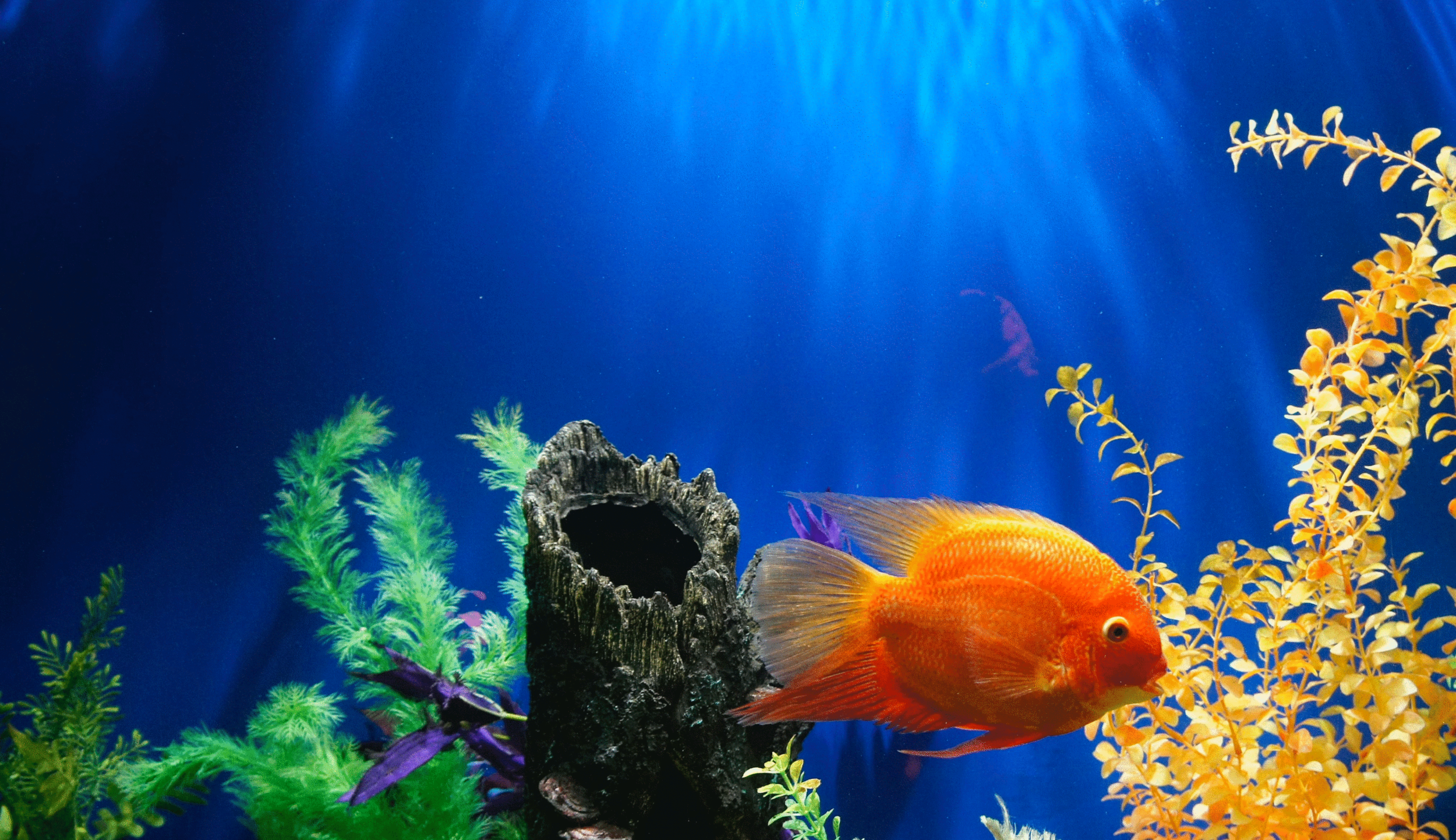 Aquarium background