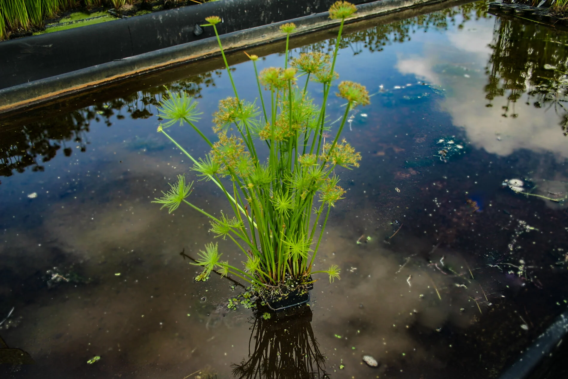 Papyrus, Dwarf 2in pot  Eddie's Aquarium Centre | Aquarium Store Albany NY  | Pond Construction Saratoga | Plunge Pools Albany NY