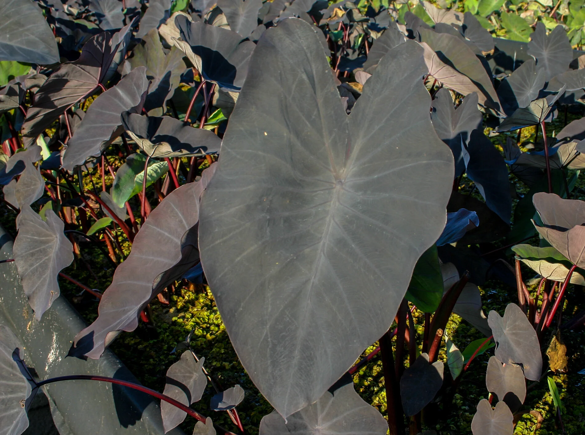 Taro, Black Magic 2in pot  Eddie's Aquarium Centre | Aquarium Store Albany  NY | Pond Construction Saratoga | Plunge Pools Albany NY
