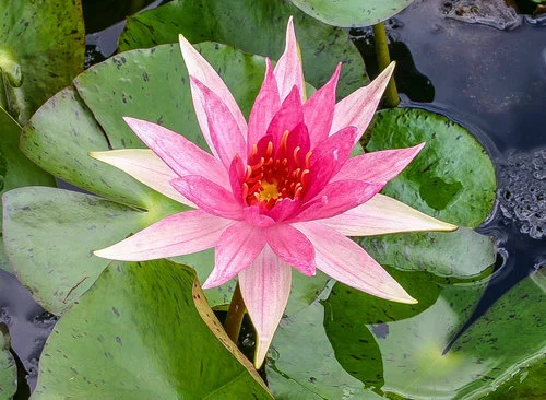 Bare Root Lily Red Spider  Eddie's Aquarium Centre | Aquarium Store Albany  NY | Pond Construction Saratoga | Plunge Pools Albany NY