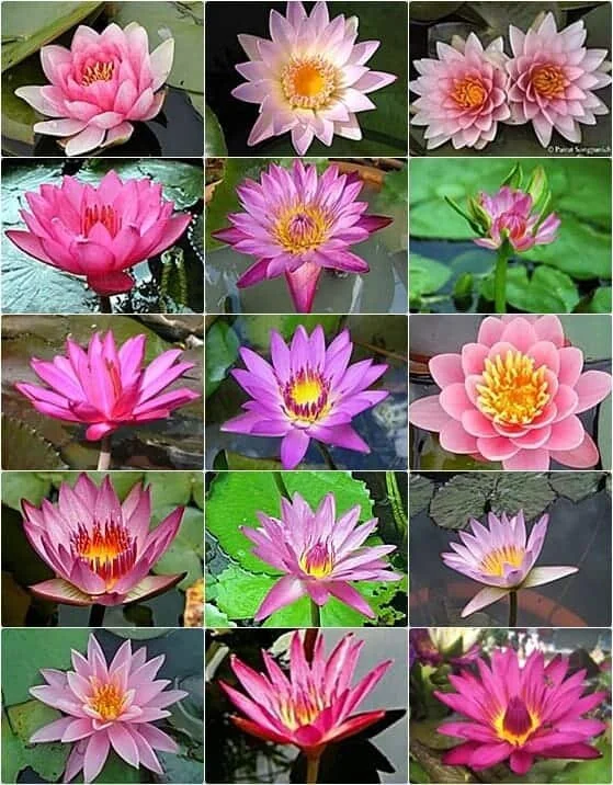 assorted pink.jpg