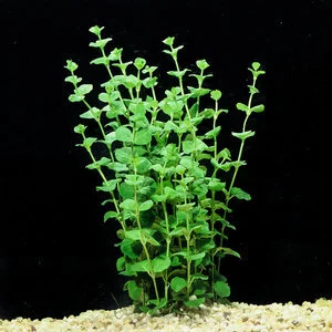 ensembl plant Elecampane Seeds