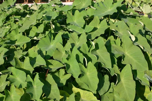Green+taro+(1+of+1).jpg