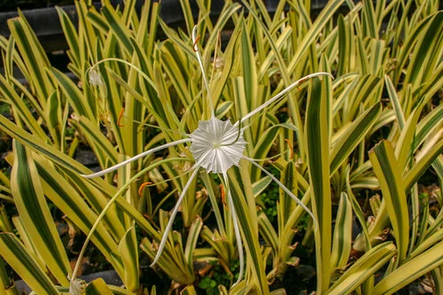 Variegated+Spider+Lily+(1+of+1).jpg