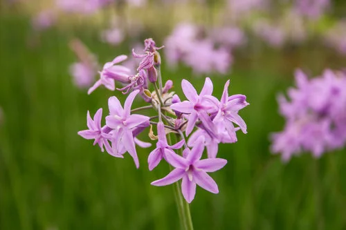 Society+garlic+flower+(1+of+1).jpg