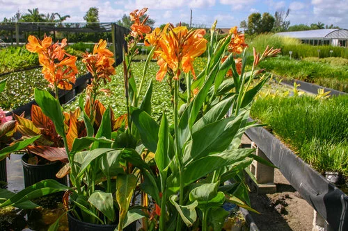 Canna+glauca+'Taney'+(1+of+1).jpg