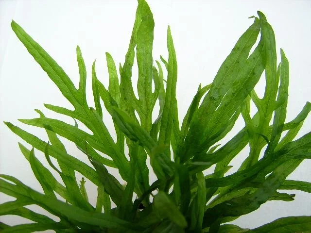 java fern trident.jpg