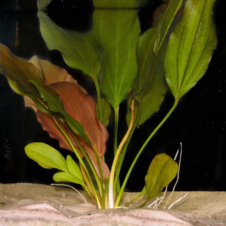 Echinodorus+'Kleiner+Bar'+(1+of+1).jpg