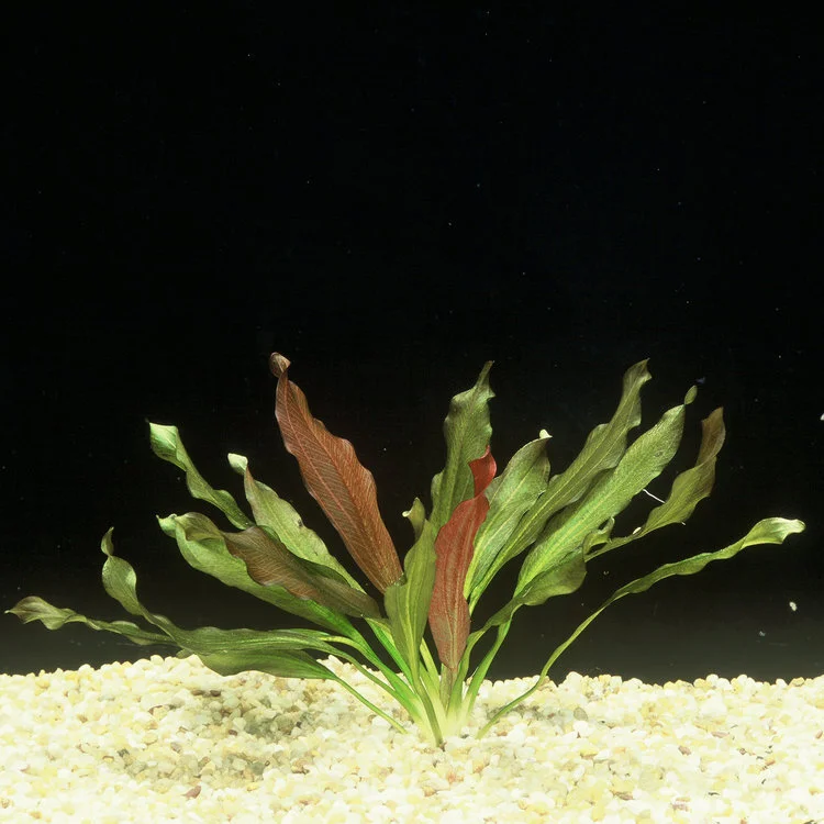 Echinodorus+'Indian+Red'+(1+of+1).jpg