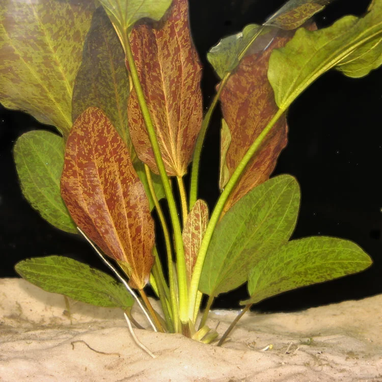 carnivorous plant nursery Sarracenia purpurea purpurea