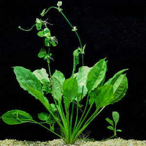 S1LP AMAZON SWORDPLANT LARGE POTTED  Eddie's Aquarium Centre | Aquarium  Store Albany NY | Pond Construction Saratoga | Plunge Pools Albany NY