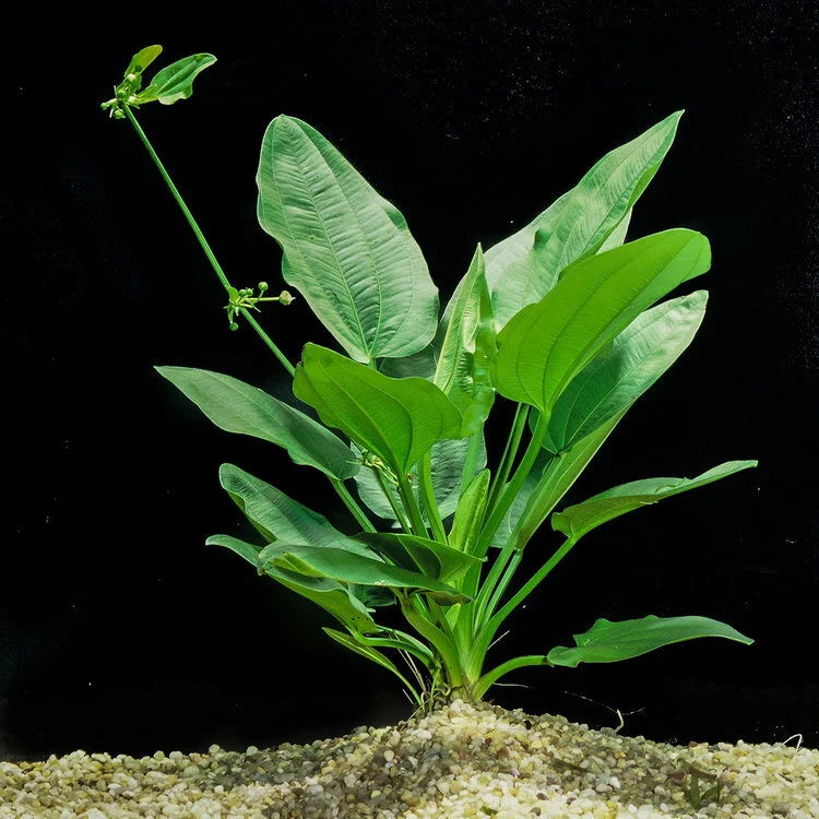 Echinodorus_cordifolius.jpg