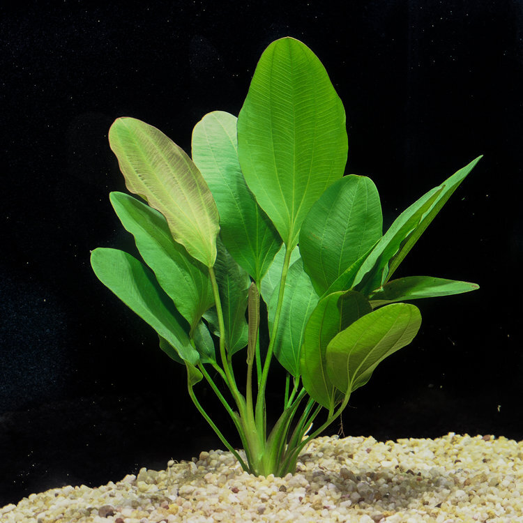 GREEN MELON SWORDPLANT.jpg