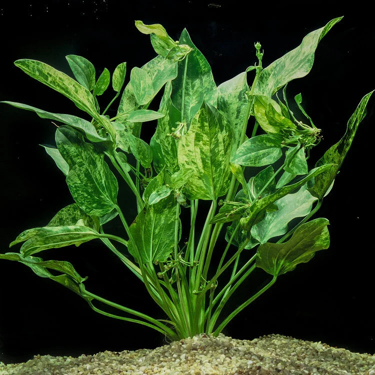 P22 Marble Queen Radican  Eddie's Aquarium Centre | Aquarium Store Albany  NY | Pond Construction Saratoga | Plunge Pools Albany NY