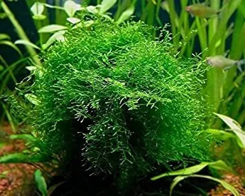 recycled plant Mini Recycled Plastic Planter – Spaceboundstore main image 1