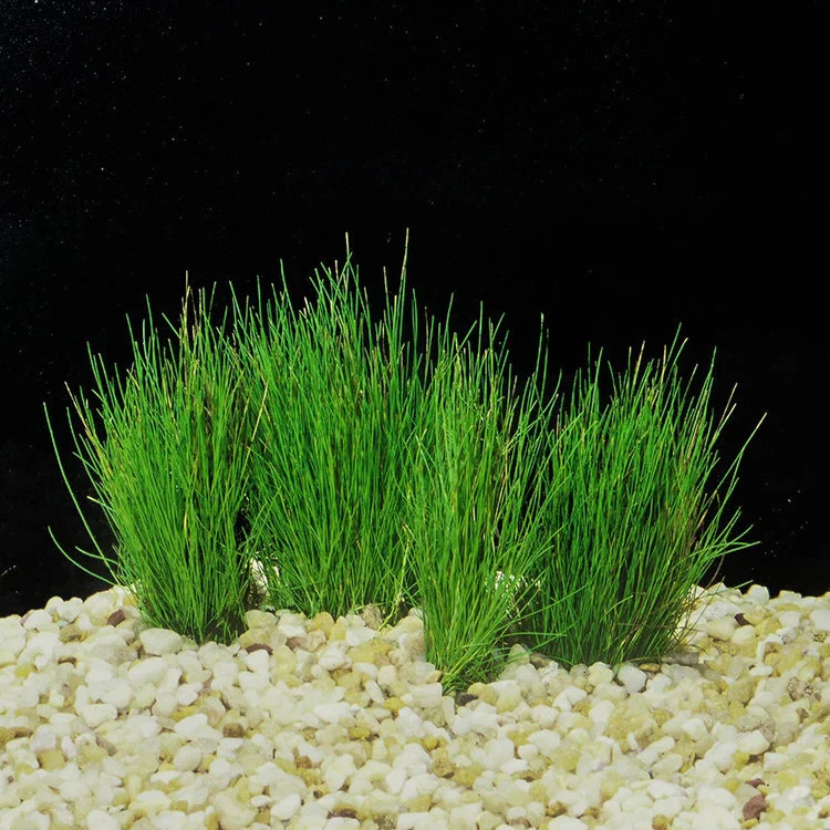 NP15M* Dwarf Hairgrass LARGE MAT  Eddie's Aquarium Centre | Aquarium Store  Albany NY | Pond Construction Saratoga | Plunge Pools Albany NY